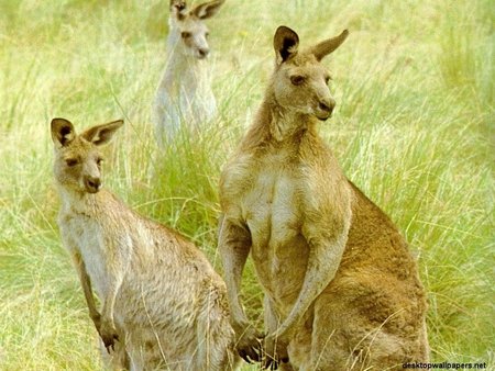 Shadow Kangaroos - art, grey, kangaroos, australia, tall green grass, cute