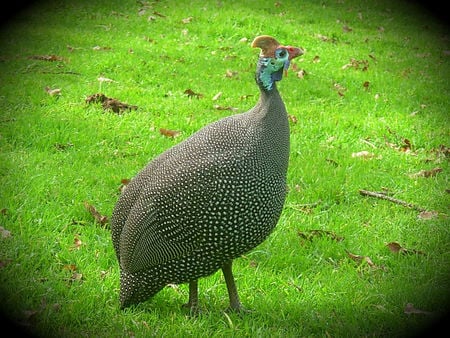 It's a proud bird - bird, guinea fowl, green grass