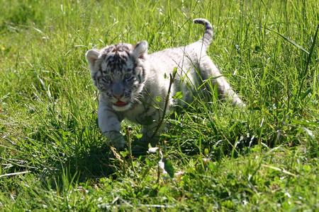 White tiger cub - cubs, tigers