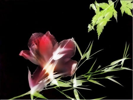 Flower - flowers, 3d