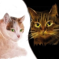 fractal cats