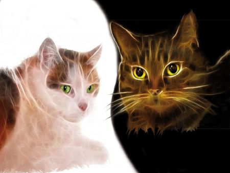 fractal cats - fractal, cats