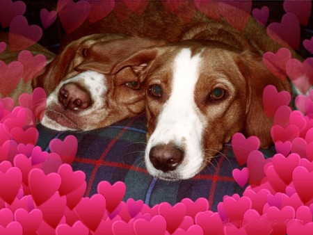 PUPPY LOVE - hearts, puppy, love, dogs