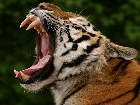 BIG YAWN - canines, yawn, sharp teeth