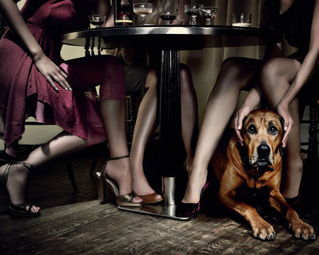 SAFE BETWEEN SEXY LEGS - drinks, female, legs, artwork, girl, dog, photo, girls, cgi, woman, art, sexy, animals