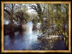 Forest framed