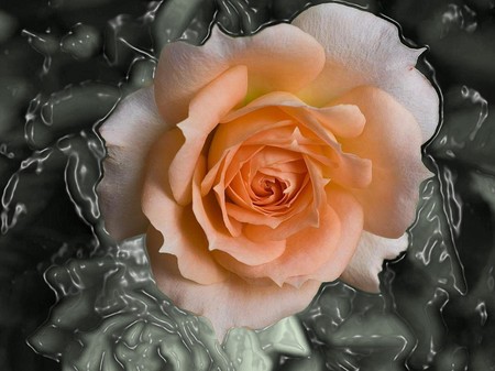 Liquid rose - roses, 3d