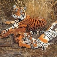 Tiger family