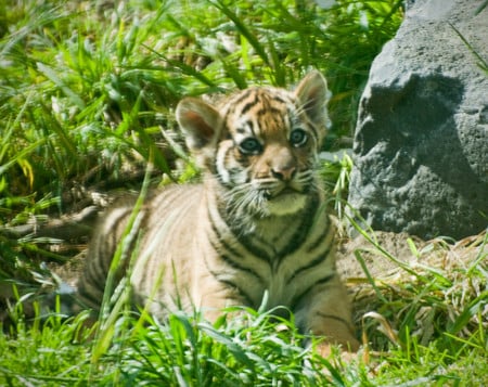 Tiger cub - cubs, tigers