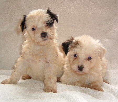 White puppys - dogs, puppies