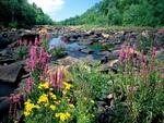 Rocks and flowers