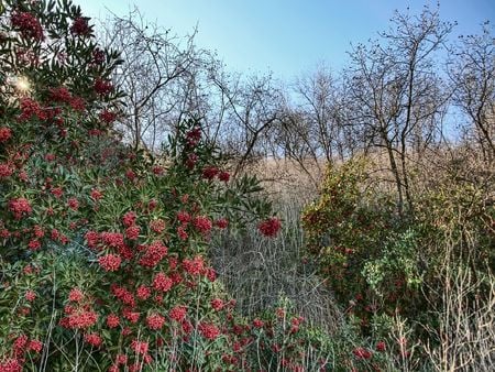 Fryman - flowers, fryman, plants