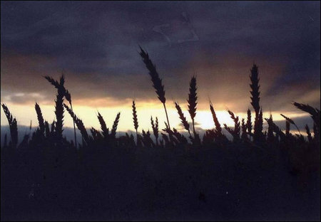 Wheat field at dusk - field, dusk, wheat crop