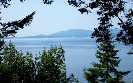 Calm Waters - ocean, trees, barge, island, water, widescreen, washington