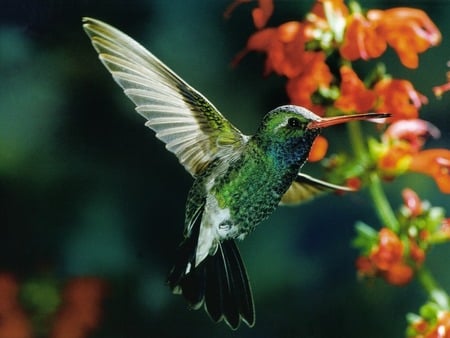 Humming Bird - green, flowers, hummingbird