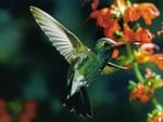 Humming Bird