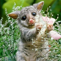 Baby Possum