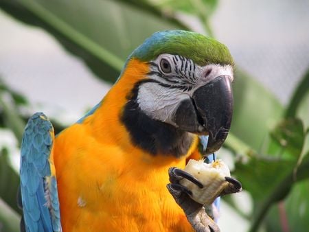 Macaw snack - eating banana, tropical, bird, macaw