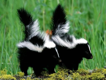 Baby Skunks - 2 babies, grass, skunks