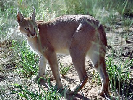 African Lynx - grass, lynx, african