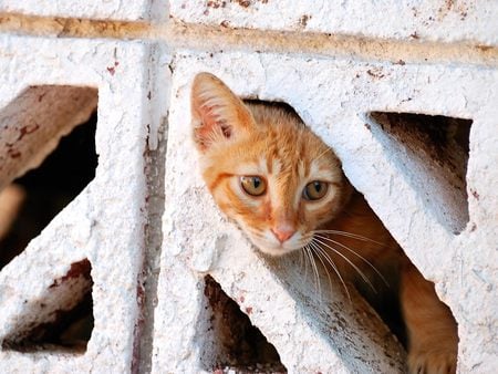 Cat prison - ginger cat, white block brick