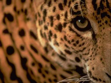 Leopard's Eye - closeup, eye, leopard