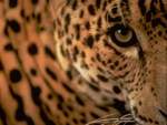 Leopard's Eye