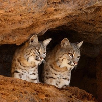 Bobcat Cave