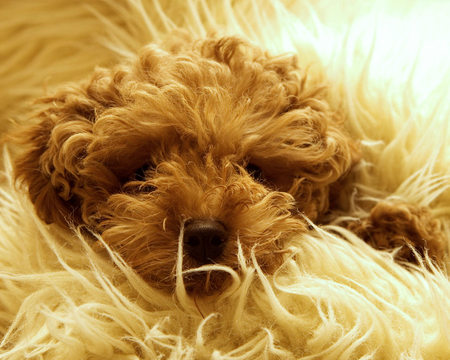 Cute fluffy puppy - brown puppy, shagpile mat, dog