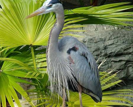 Lone Heron - bird, tropical palm leaves, heron