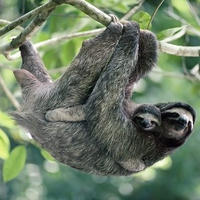 Three toed sloth and baby