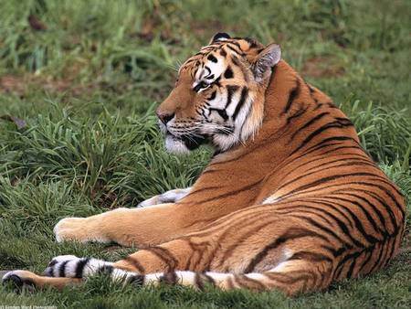 Laid Back Tiger - resting, tiger, grass