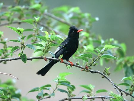 Black Bird - tree branch, black bird