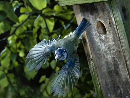 Blue Starling - bird house, in flight, blue starling