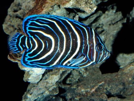 Stripey Fish - large, striped, coral reef, fish