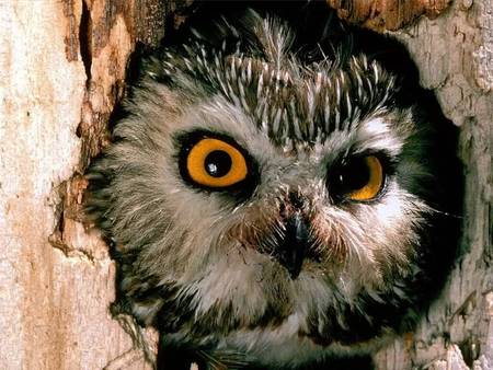 Peering Out - bird, tree hollow, owl face, closeup