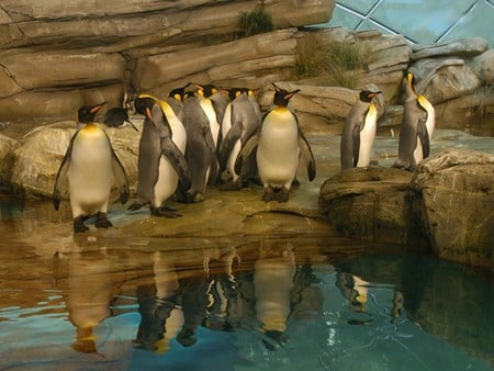 Penguin line-up - water, penguins, rocks