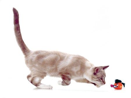 Playful kitten - toy, sniffing, sleek cat, kitten