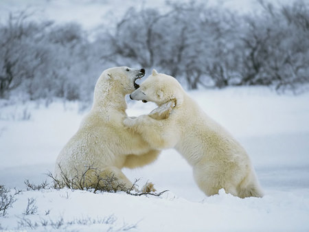 Playful polar bears - playing, snow, polar bears