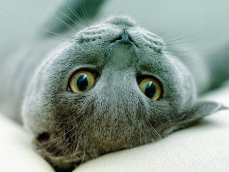 Russian Blue - grey cat, russian blue, upside down