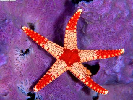 Sea Star - red, micronesia, tan, sea star, purple coral