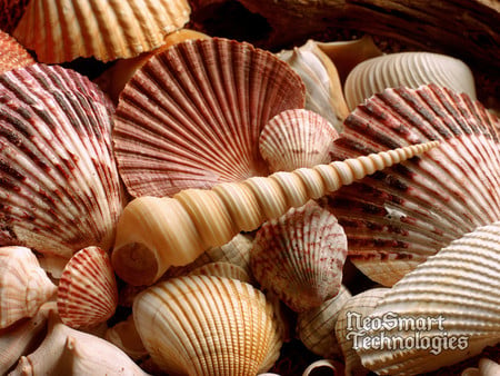 Sea Shells - fan, sea shells, spiral