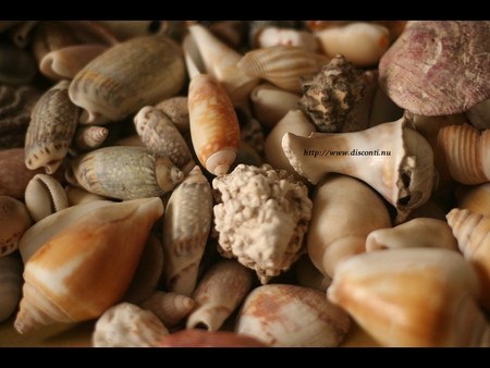 Beach Seashells - beach, sea shells, variety