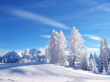 Pristine White - winter, mountains, snow covered trees