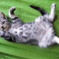 Tickle my tummy