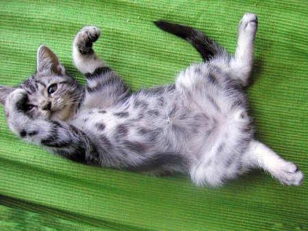 Tickle my tummy - tabby cat, on green, upside down, kitten