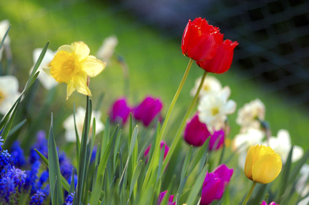 Spring Garden (widescreen) - flowers, spring, colourful, garden