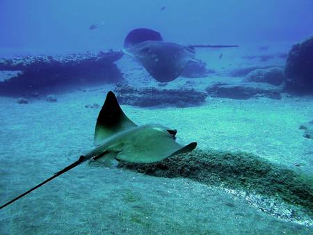 Stingrays - stingrays, blue green ocean, africa