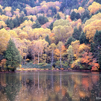 Autumn Trees