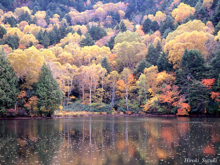 Autumn Trees - lake, autumn, trees, reflection